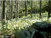 Trillium Wildflowers
