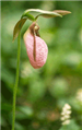 Lady Slipper